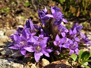 25 Genzianella germanica (Gentianella germanica)